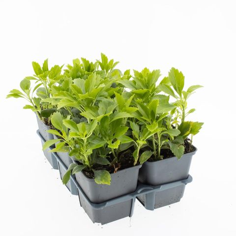 Pachysandra terminalis 'Green Carpet'