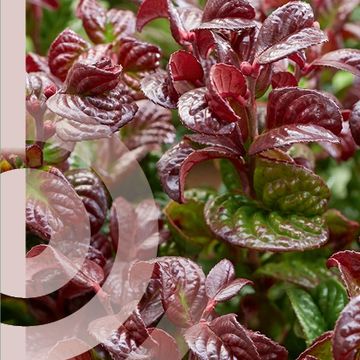 Leucothoe axillaris 'Curly Red'