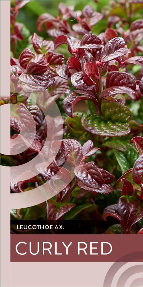 Leucothoe axillaris 'Curly Red'