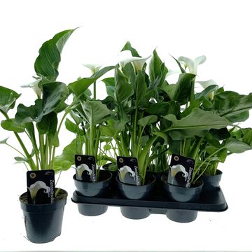 Zantedeschia aethiopica