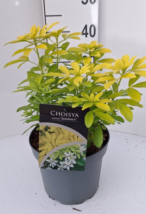 Choisya ternata SUNDANCE