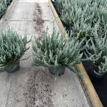 Calluna vulgaris GARDEN GIRLS FLUFFY