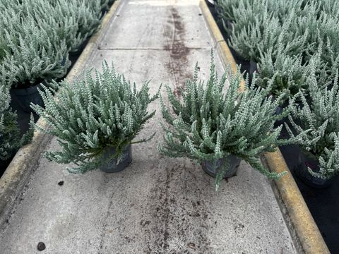 Calluna vulgaris GARDEN GIRLS FLUFFY