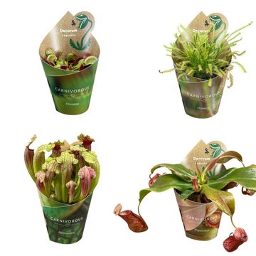 Carnivorous plants MIX