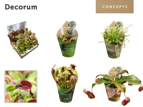 Carnivorous plants MIX