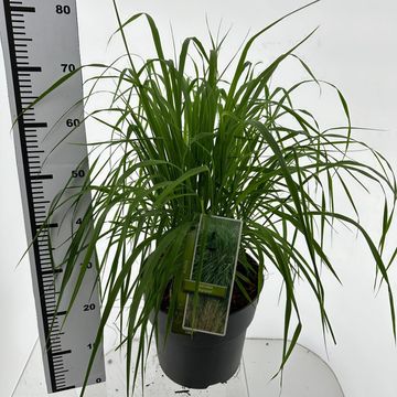 Molinia arundinacea 'Skyracer'