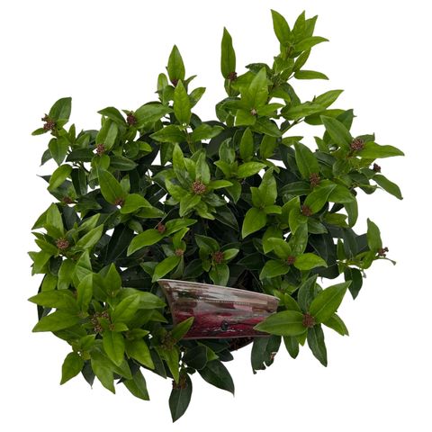 Viburnum tinus (Asra Plant)