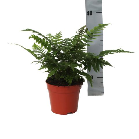 Dryopteris atrata