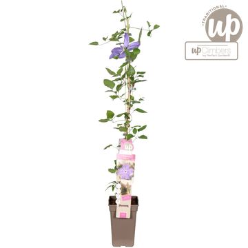 Clematis 'Baltyk' (EL)