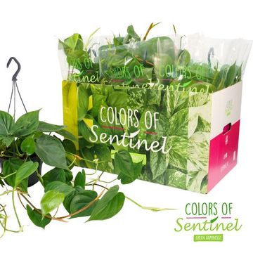 Philodendron scandens