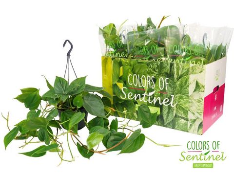 Philodendron scandens