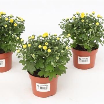 Chrysanthemum 'Braque Sunny'