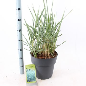 Leymus arenarius 'Blue Dune'