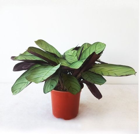 Maranta leuconeura 'Amabilis Amagris'