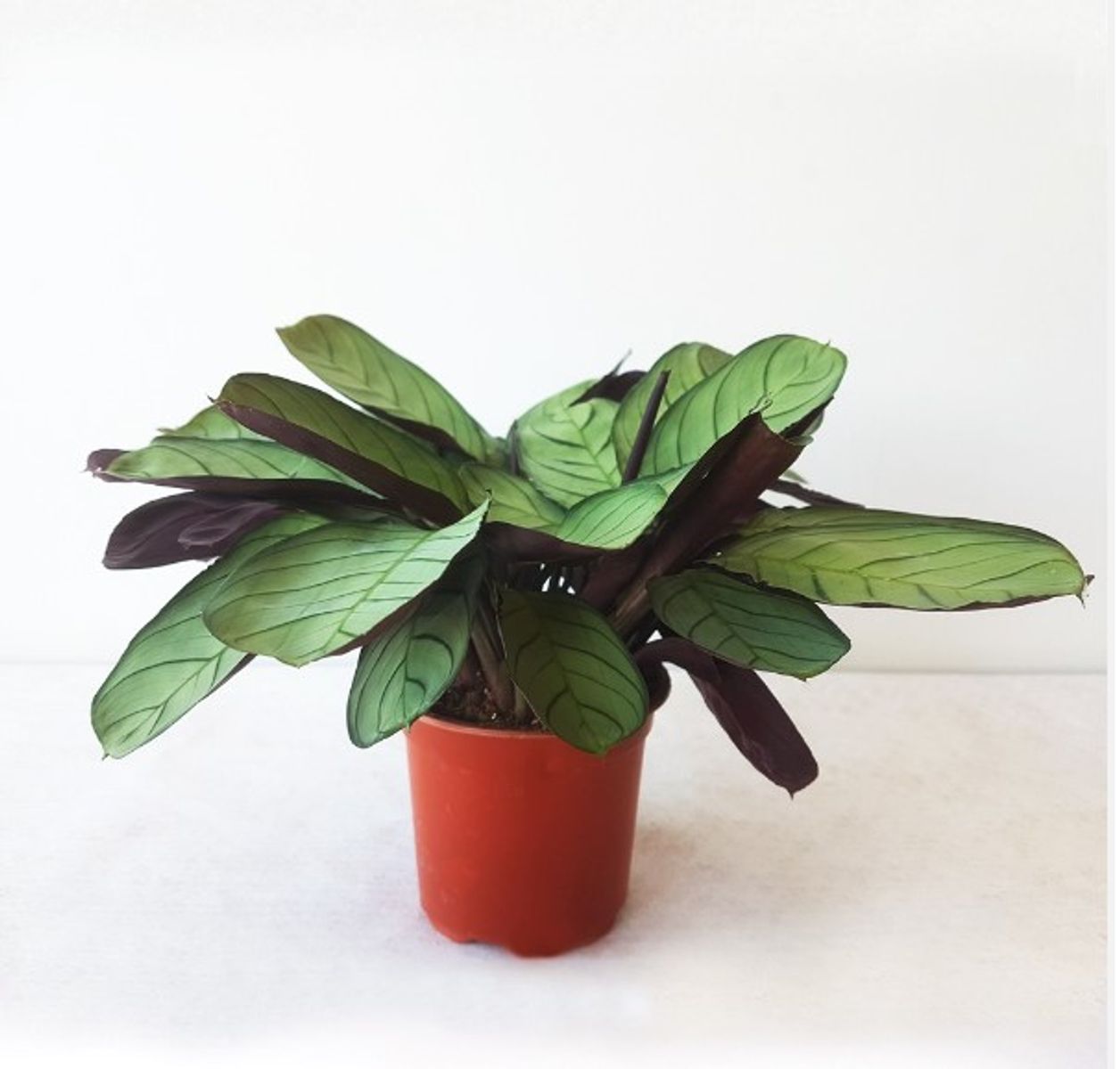 Maranta leuconeura 'Amabilis Amagris' — Groothandel in planten FlorAccess