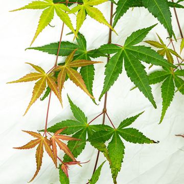 Acer palmatum CASCADE RUBY