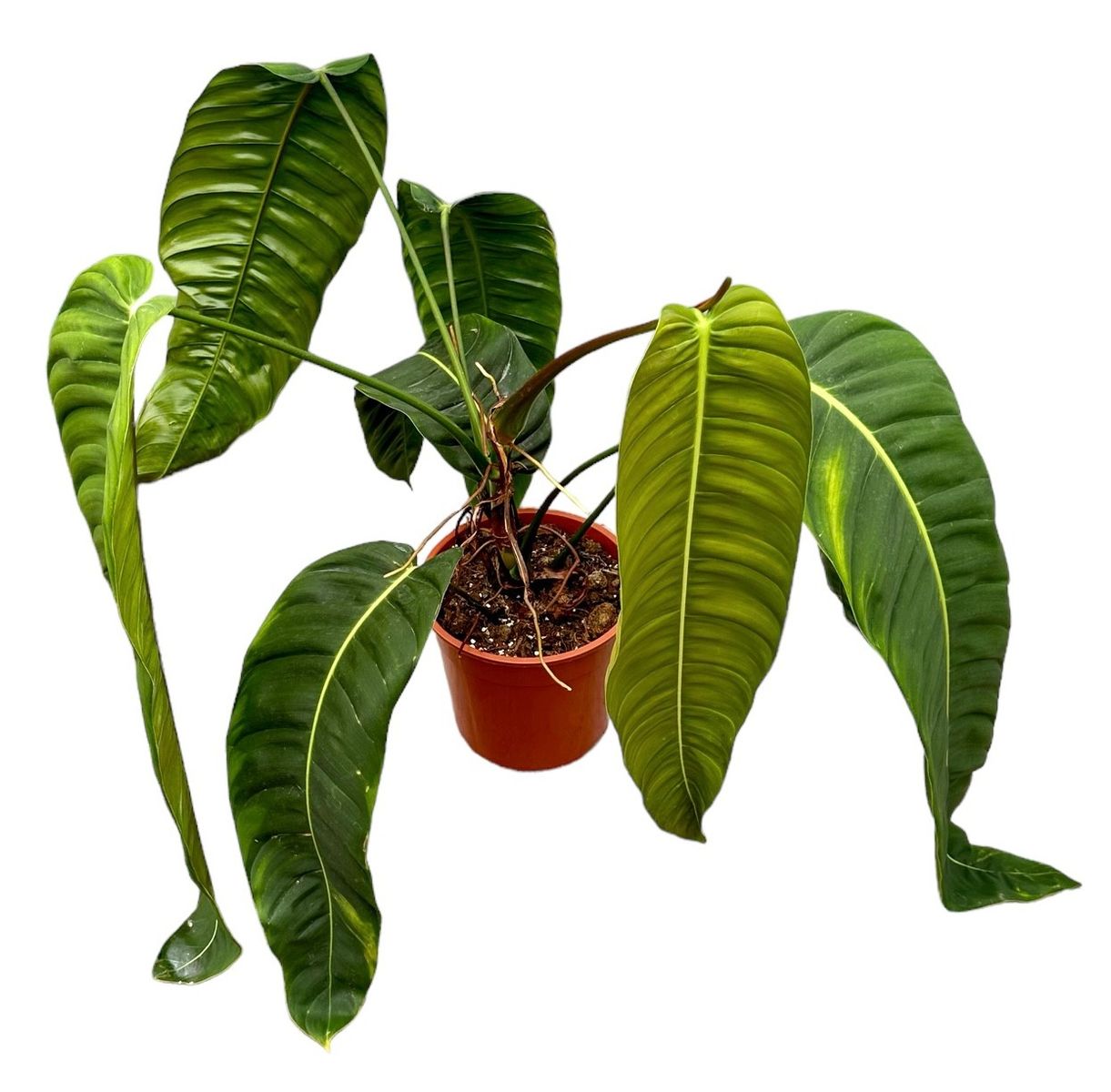 Philodendron patriciae — Plant Wholesale FlorAccess