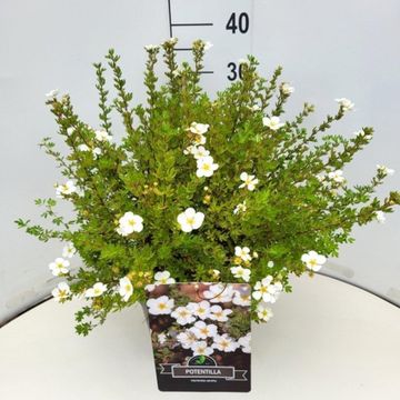 Potentilla fruticosa 'Abbotswood'
