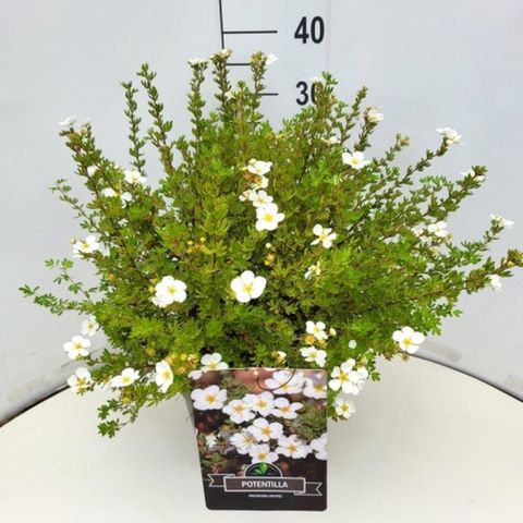 Potentilla fruticosa 'Abbotswood'