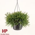 Rhipsalis burchellii