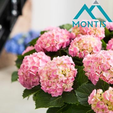 Hydrangea macrophylla HI RIVER PINK