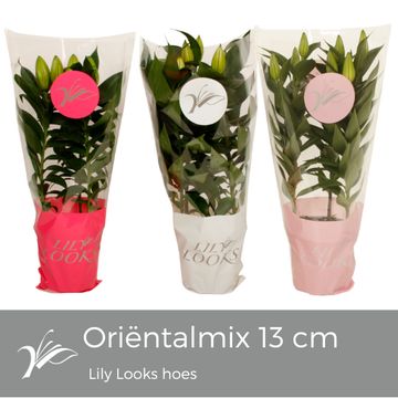 Lilium ORIENTAL HYBRID MIX