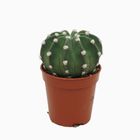 Echinopsis multiplex