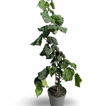 Corylus avellana 'Contorta'