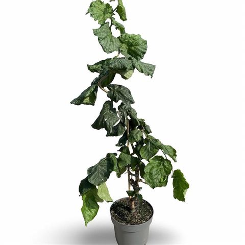 Corylus avellana 'Contorta'