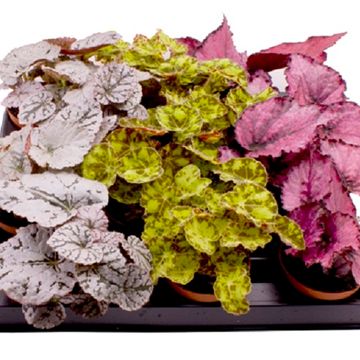 Begonia REX MIX