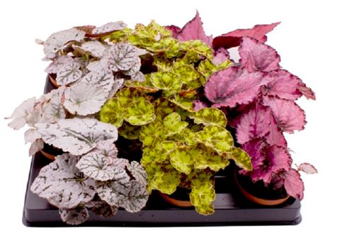 Begonia REX MIX