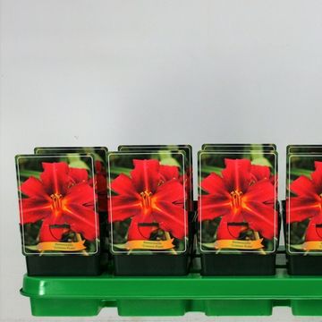 Hemerocallis 'Crimson Pirate'