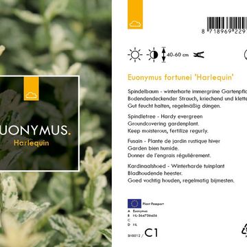 Euonymus fortunei 'Harlequin'