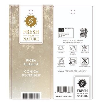 Picea glauca DECEMBER