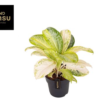 Aglaonema 'Citronelle'