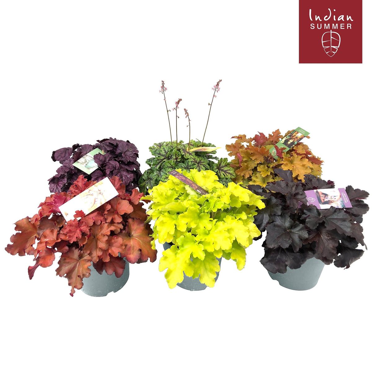 Heuchera Mix 'Indian Summer' - 4 Piante Grandi Da 15 Cm | Campane Viola Colorate | Perenni Resistenti Per Aiuole