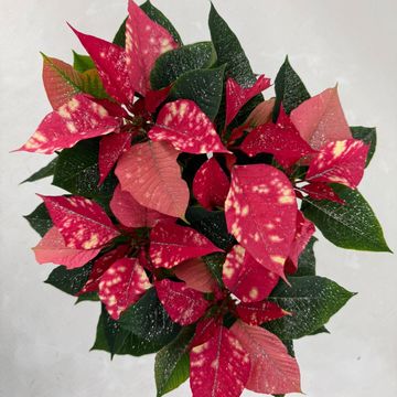 Euphorbia pulcherrima FANTASY STAR PINK