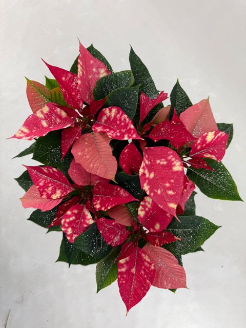 Euphorbia pulcherrima FANTASY STAR PINK