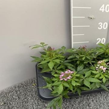 Cleome SENORITA ROSALITA