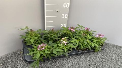 Cleome SENORITA ROSALITA