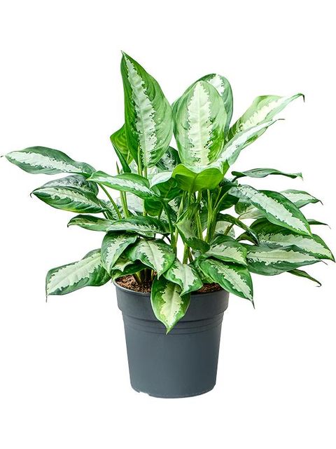 Aglaonema 'Pattaya Beauty'