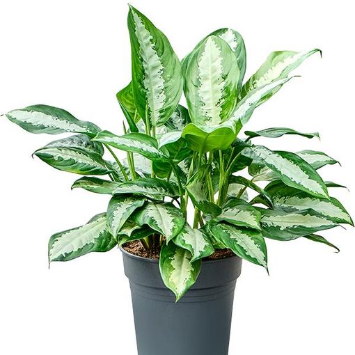 Aglaonema 'Pattaya Beauty'