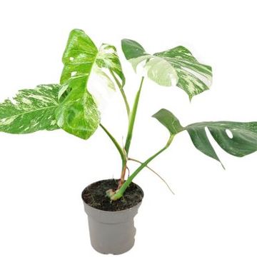 Monstera deliciosa 'Variegata'