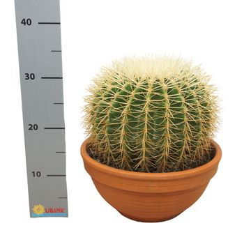 Echinocactus grusonii 'Albispina'