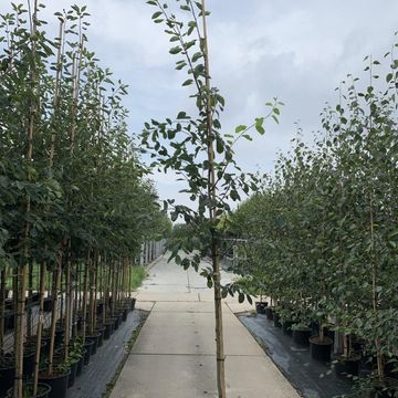 Amelanchier arborea 'Robin Hill'