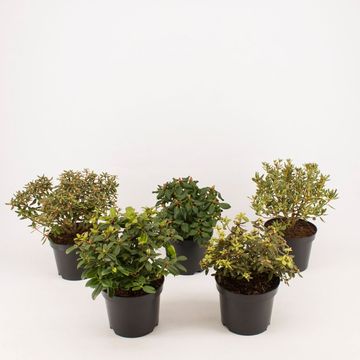 Rhododendron MIX