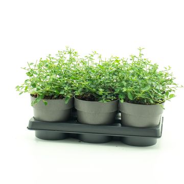 Ceanothus 'Blue Sensation'