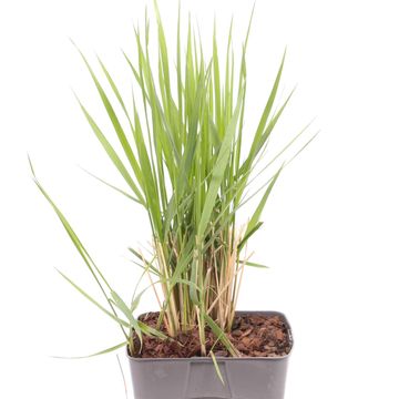 Calamagrostis x acutiflora 'Karl Foerster'