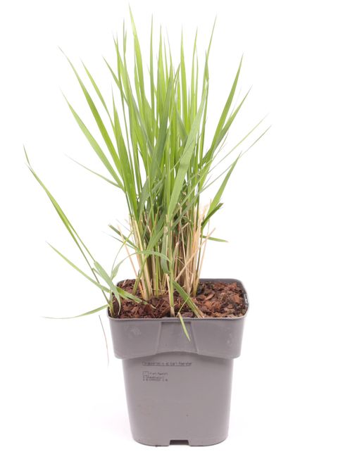 Calamagrostis x acutiflora 'Karl Foerster'