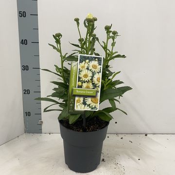 Leucanthemum 'Banana Cream'